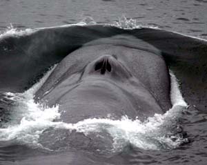 Blue Whale Stomach