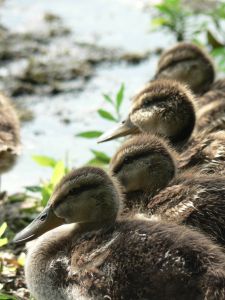 Mallard patitos