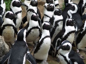 penguins types