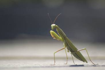 a pray mantis