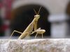 Mantis religiosa en la pared