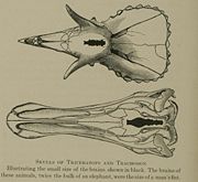 La cabeza y el cerebro de los triceratops