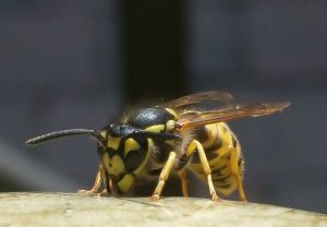 Yellow Jacket avispa de comer