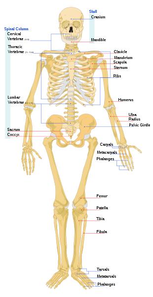 Biology for Kids: List of Human Bones