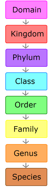 Biology For Kids Scientific Classification