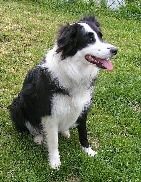 Border Collie - All About Dogs