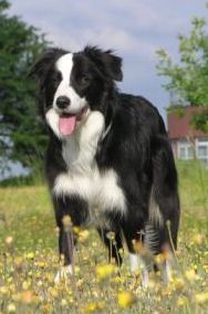 border inches collie Dog Collie Kids: Border for Animals