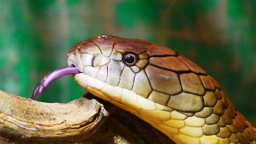Facts About Cobras