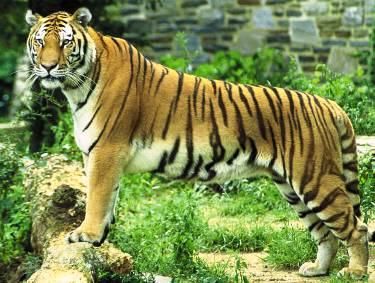 The tigers: size & characteristics