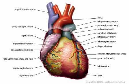 circulatory system fun facts