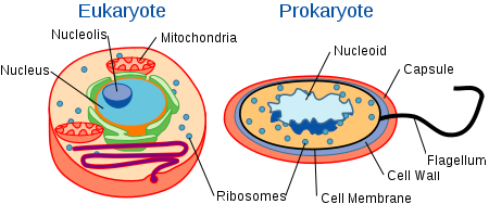 Biology For Kids The Cell